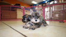 Miniature Schnauzer puppies looking for a good home Image eClassifieds4u 3