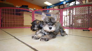 Top Class Miniature schnauzer puppies Image eClassifieds4u
