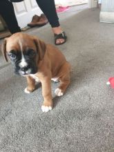 Boxer Puppies