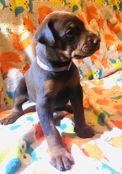 high intelligence Doberman Pinscher puppies Image eClassifieds4u