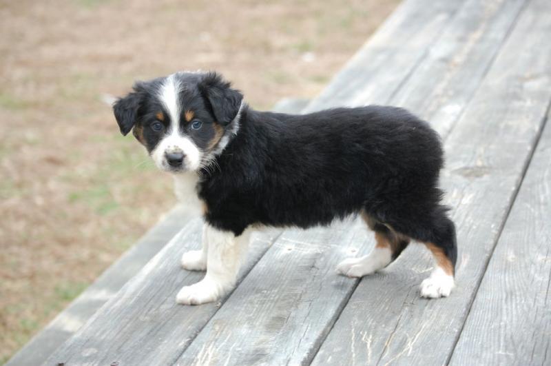 ✔ ✔ Remarkable ☮ Ckc ☮ Australian Shepherd ☮ Puppies ☮ Available ✔ ✔ Image eClassifieds4u