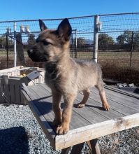 Adorable Belgian malinois puppies