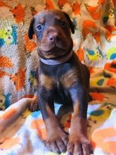 Beautiful Doberman Pinscher puppies