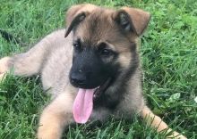 Belgian malinois puppies male and female