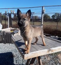 Belgian malinois puppies ready for their new homes.