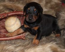 Doberman Pinscher puppies