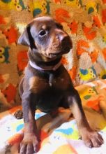 Fantastically Doberman Pinscher puppies