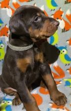 Good temperament Doberman Pinscher pups