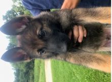 GORGEOUS Belgian malinois puppies