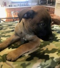 gorgeous male and female Belgian malinois pups