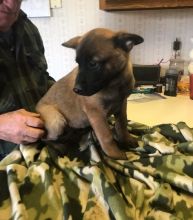 very sweet Belgian malinois puppies