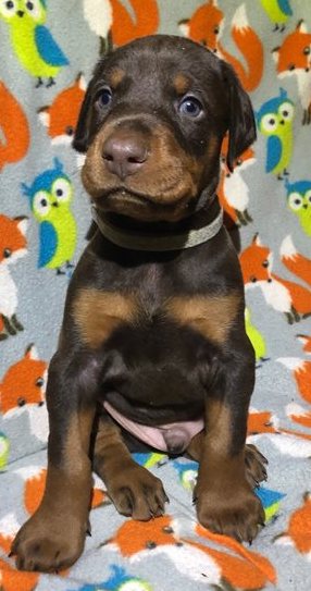 Doberman Pinscher puppies Image eClassifieds4u