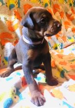 high intelligence Doberman Pinscher puppies Image eClassifieds4u 3