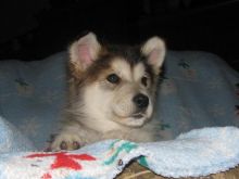 Gorgeous Alaskan malamute puppies Image eClassifieds4U