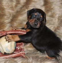 gorgeous Doberman Pinscher puppies ready now Image eClassifieds4u 2