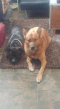 Sheppard Pitt Puppies Image eClassifieds4u 1
