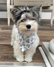 Yorkshire Yorkie Puppy Image eClassifieds4u 2