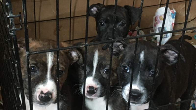 Sheppard Pitt Puppies Image eClassifieds4u