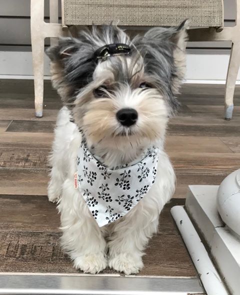 Yorkshire Yorkie Puppy Image eClassifieds4u