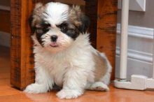 Teacup Shorkie Puppies (Yorkshire Terrier / Shih zu ) $ 200.00