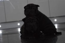 Amazing Shar Pei Puppies 11 weeks old and ready for new home