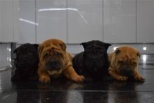 Beautiful Shar Pei babies