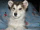 cute Alaskan Malamute puppies for new home