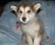 cute Alaskan Malamute puppies for new home