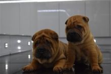 Gorgeous Purebred Shar Pei puppies for sale