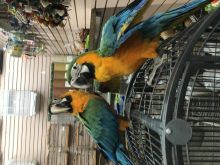 Healthy, trained and tamed parrots and fertile parrots eggs