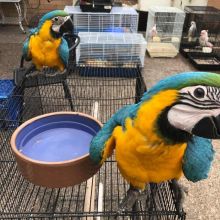 Macaws blue and gold parrots available
