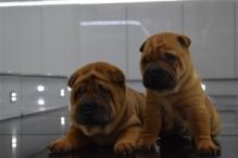 Shar Pei puppies for re-homing