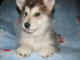 cute Alaskan Malamute puppies for new home Image eClassifieds4u