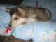 cute Alaskan Malamute puppies for new home Image eClassifieds4u