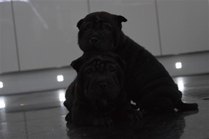 Gorgeous Purebred Shar Pei puppies for sale Image eClassifieds4u