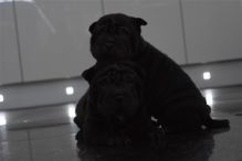 Amazing Shar Pei Puppies 11 weeks old and ready for new home Image eClassifieds4u 1
