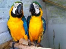 Macaws blue and gold parrots available Image eClassifieds4u 2