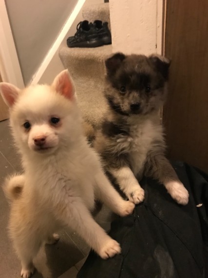 Pomsky Pups Ready Now Image eClassifieds4u