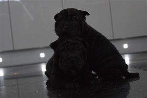 Stunning Shar Pei puppies for Re-homing Image eClassifieds4u
