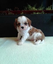 Cavalier King Charles Spaniel~ 1st and 2nd Shots Completed