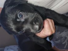 Looking for loving parents for labrador puppys
