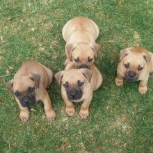 well trained boerboel puppies for free adoption (306) 500-3579