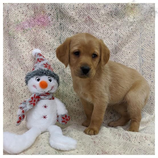 Labradoodle~ 1st and 2nd Shots Completed Image eClassifieds4u