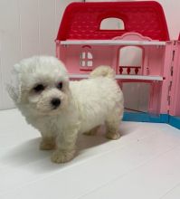 Bichon Frise~ 1st and 2nd Shots Completed Image eClassifieds4U