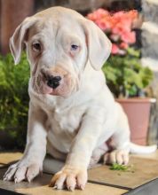 Dogo Argentino~ 1st and 2nd Shots Completed Image eClassifieds4U