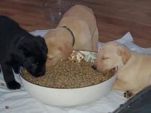 Looking for loving parents for labrador puppys Image eClassifieds4u 2