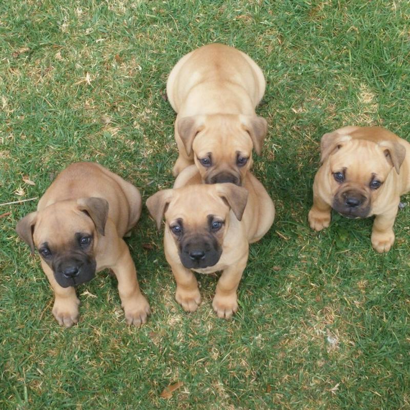 well trained boerboel puppies for free adoption (306) 500-3579 Image eClassifieds4u