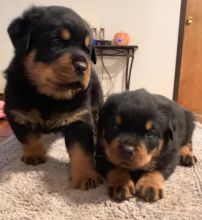 AKC Rottweiler female and male for adoption