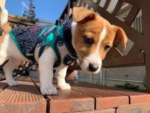 Amazing male and female Jack Russell terrier puppies ready for adoption