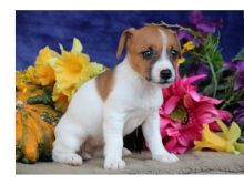 Amazing male and female Jack Russell terrier puppies ready for adoption.
